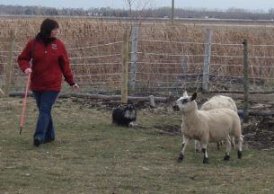 Cricket in a determined effort not to let this pair escape her flock.
