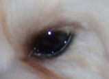 eye