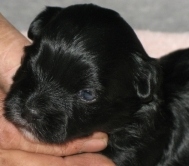 black puppy - Cinders from Hugabrew kennel