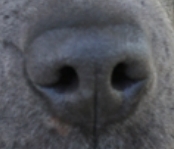 Blue nose